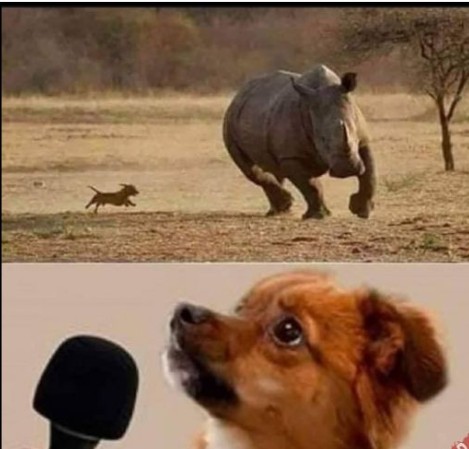 Создать мем: носорог, смешные фотографии животных, смешной носорог