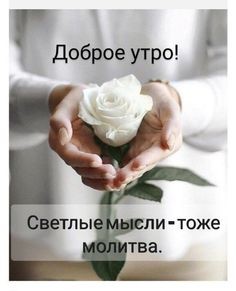 Create meme: statuses, good morning, white roses