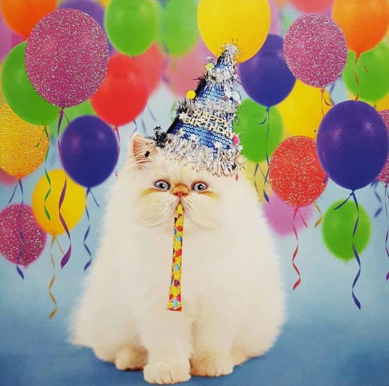 Create meme: cat happy birthday, the birthday cat is an exotic, happy birthday cat