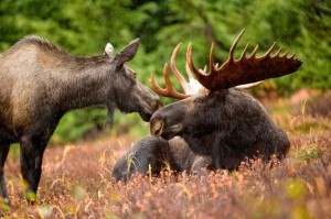 Create meme: elk European, Ussurian moose