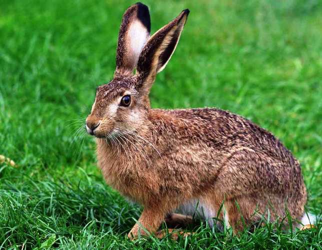 Create meme: hare hare , wild rabbit, hare 