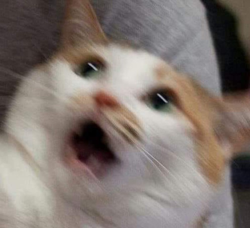 Create meme: cat meme , screaming cats memes, the screaming cat from the meme