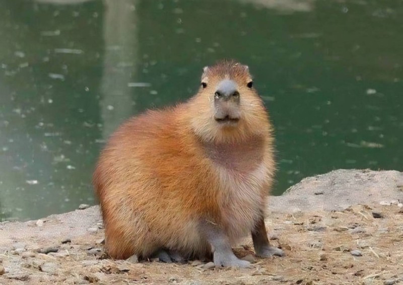 Create meme: the capybara , capybara animals, a pet capybara
