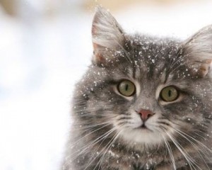 Create meme: snow cat, cat snow