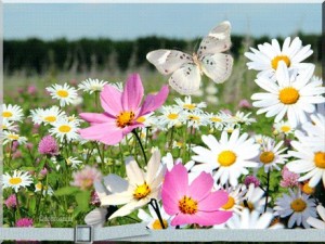 Create meme: summer flowers butterfly GIF, animation summer butterfly, animated Daisy