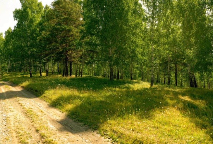 Create meme: forest road, forest path, a path in the forest