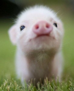 Create meme: little piggy, cute pig, lovely pig