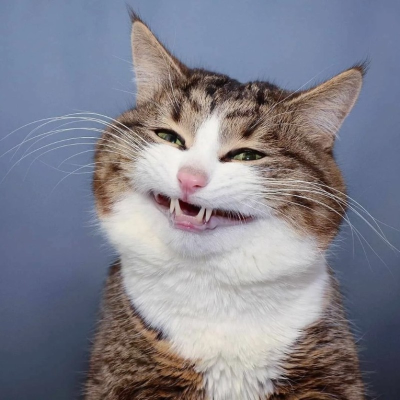 Create meme: happy cat , laughing cat, laughing cat 