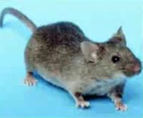 Create meme: field mouse, grey mouse, mouse animal