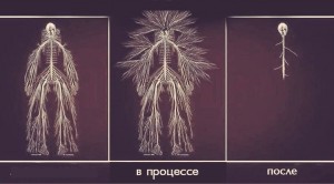 Создать мем: nervous system, нервная система мем, нервной системы