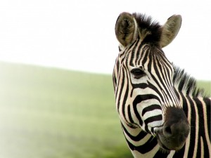Create meme: Zebra black and white picture, Zebra, Zebra closeup