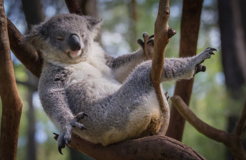 Create meme: Koala , animals Australia Koala, koala australia