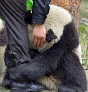 Create meme: feet, Panda, panda