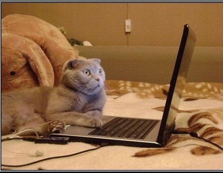 Создать мем: кот смешной, кот перед компьютером, кот за ноутбуком