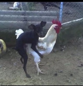 Create meme: fighting chickens, fighting chickens, rooster