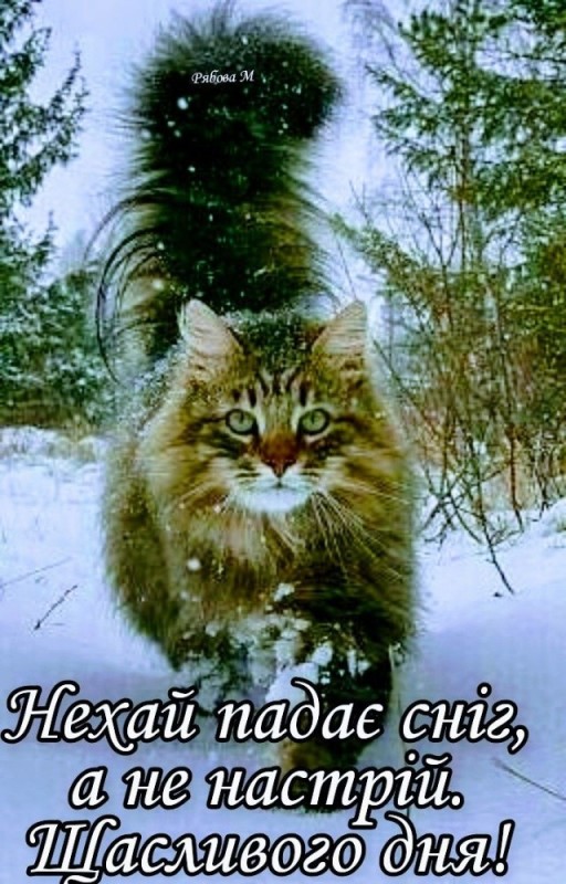 Create meme: Norwegian forest cat, siberian forest cat, Finnish forest cat