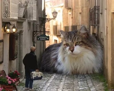 Create meme: cat , giant cat, cats in venice