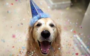 Create meme: happy dog, Golden Retriever dog, dog