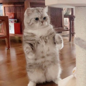 Create meme: cat, Scottish fold cat, kitty