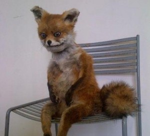 Create meme: Fox meme, a stuffed Fox, stoned Fox