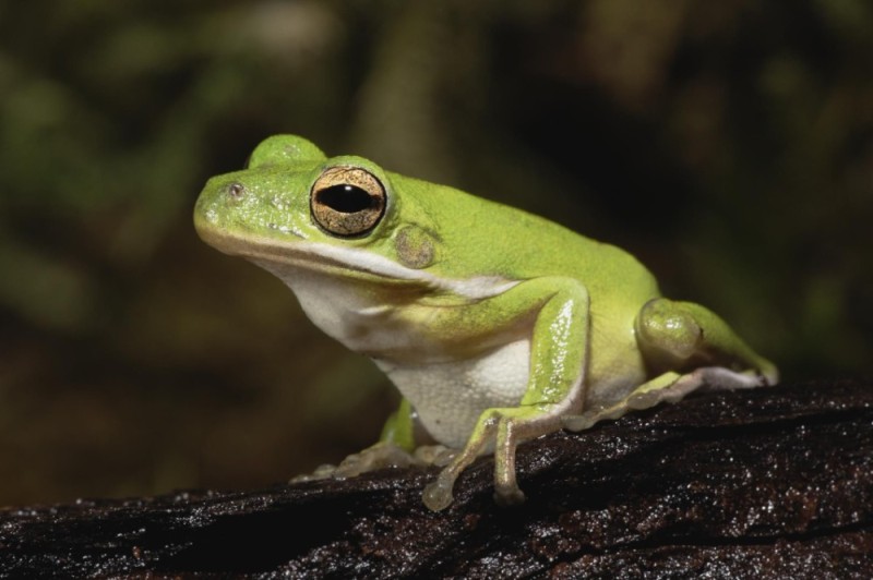 Create meme: the toad is green, the Australian blue tree frog, frog frog green