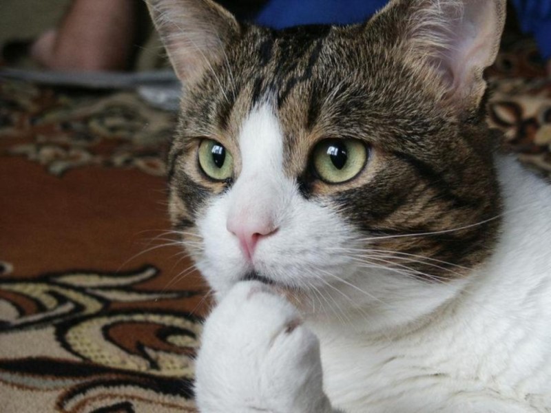 Create meme: pensive cat, cat , cat 