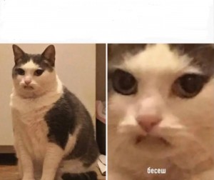 Создать мем: кошка животное, кот мем, мем с котами