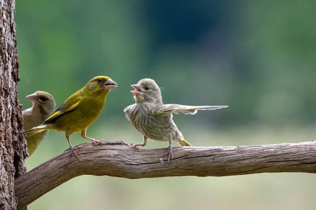 Create meme: canary bird, ordinary greenie, green bird