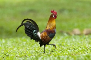 Create meme: wild bankivskogo cock pictures, red junglefowl, the rooster on the roost