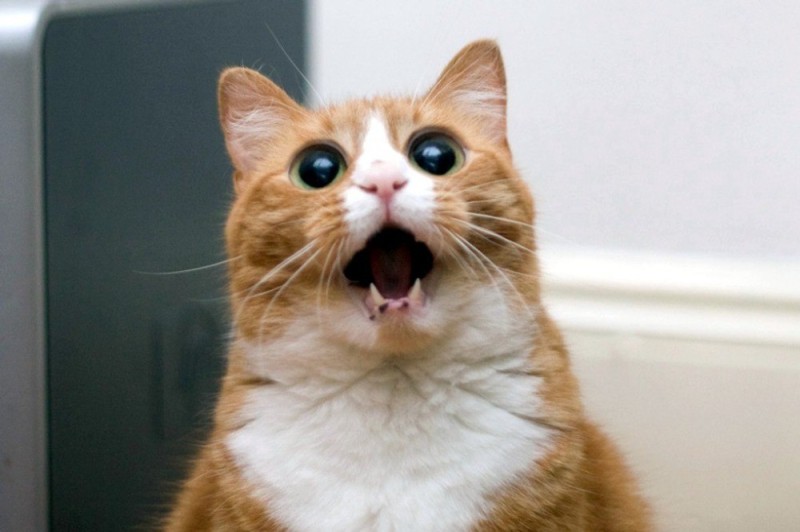 Create meme: cat , surprised red cat, a cat in shock