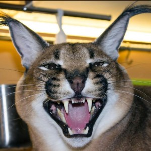 Create meme: cat big, Caracal