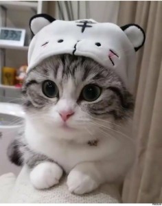 Создать мем: фотографии котиков милых, няшные котики, милые котики