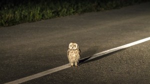 Создать мем: сова болотная, little owl, сова на дороге