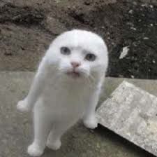 Create meme: white cat, Scottish fold, fold cat white