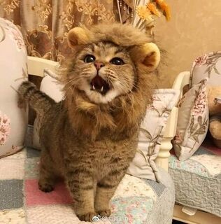 Create meme: cat lion, a cat in a lion costume, The lion's nest