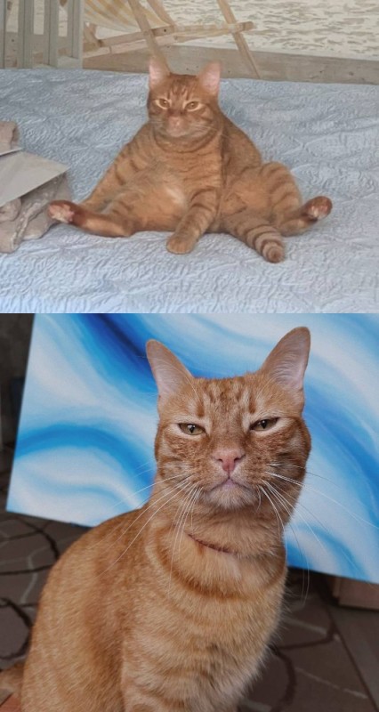 Create meme: siberian smooth-haired ginger cat, european shorthair cat red, cat 