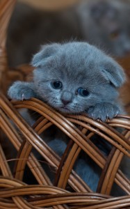 Create meme: animals cute, cute kittens, Scottish fold kittens