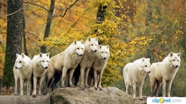 Create meme: Polar wolf pack leader, wolf , white wolves