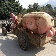 Создать мем: свинья на мотике, свинья на мотоцикле, хряк