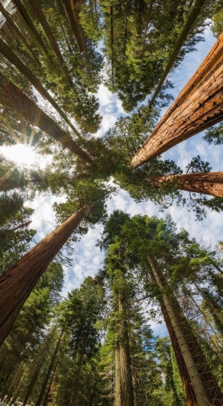 Create meme: sequoia tree, sequoia park, sequoia national park california