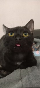 Создать мем: смешной черный кот, черный кот с огромными глазами, кошки