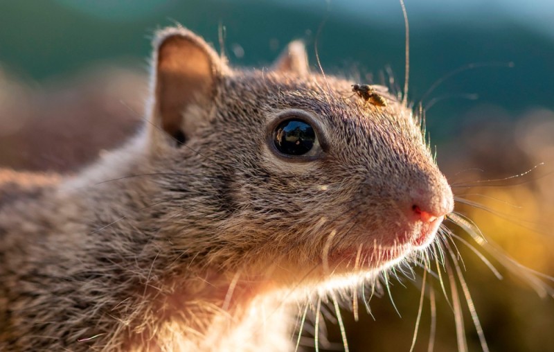 Create meme: california ground squirrel, gopher , red squirrel