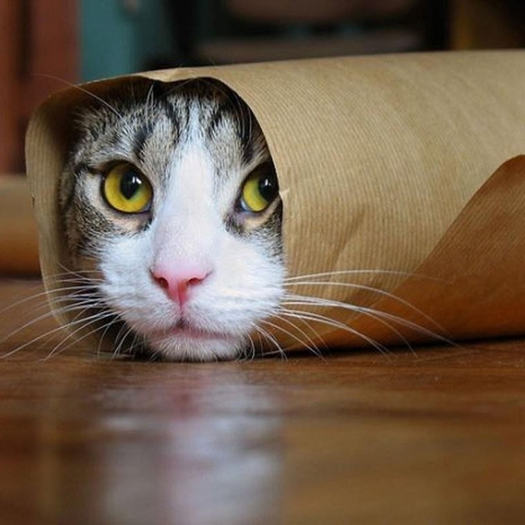 Create meme: cat funny , a cat in a shawarma, funny cats 