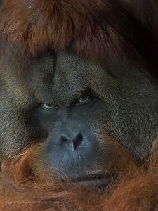 Create meme: orangutan