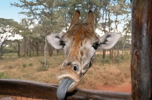 Create meme: giraffe, giraffe head