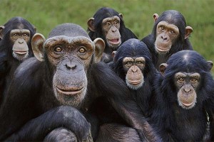 Create meme: bunch of monkeys, Bonobo chimp, chimpanzees