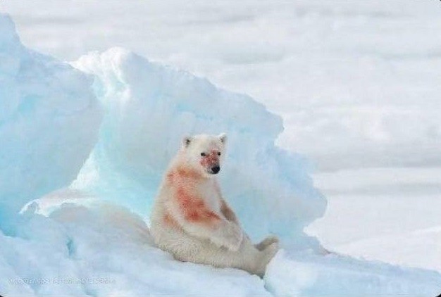 Создать мем: белый медведь рассказ, белый медведь отлично, полярный медведь