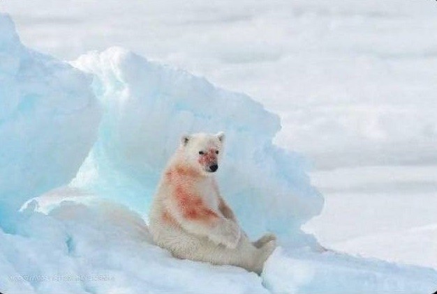 Create meme: polar bear , polar bear is the master of the Arctic, polar bear 