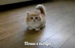 Create meme: nyashnye seals, cat, cute cats