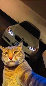 Create meme: magnifier, cat, cat